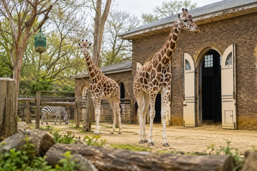 Giraffes in their London Zoo habitat