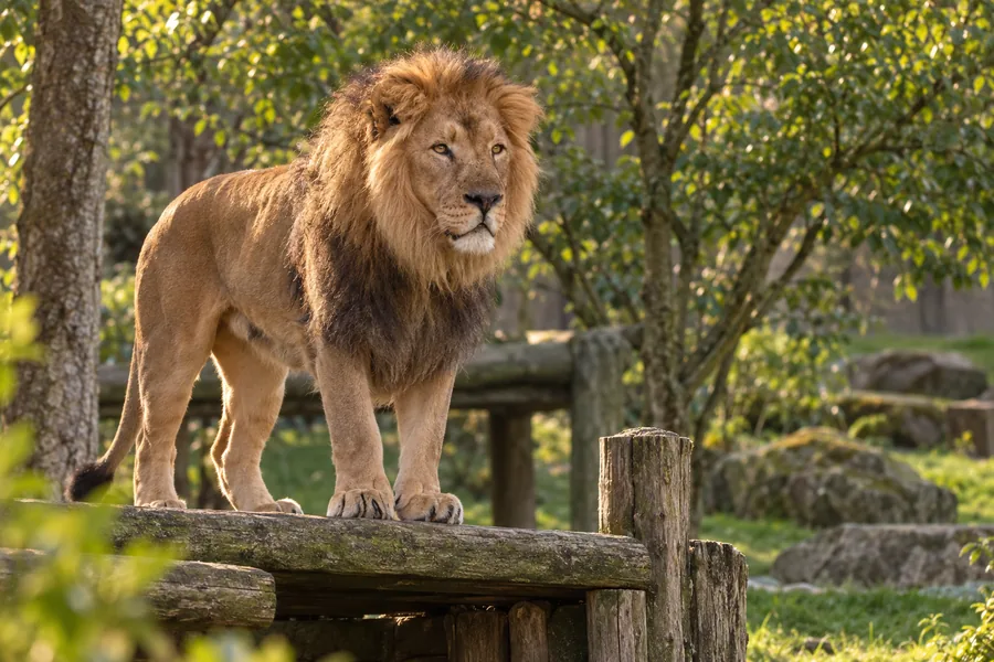 Asiatic lion in the Land of the Lions habitat
