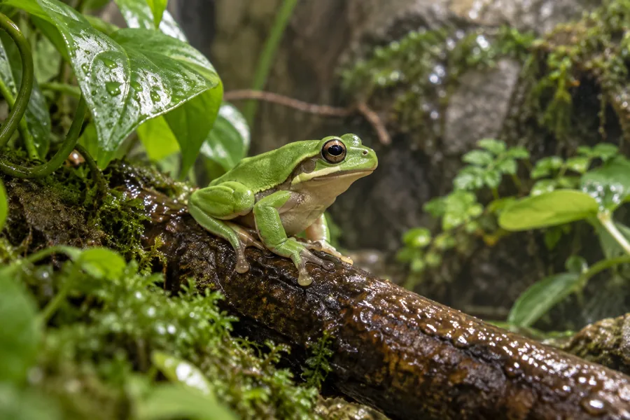 Reptiles and amphibians in their London Zoo habitat