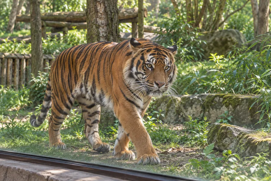 Sumatran tiger in Tiger Territory